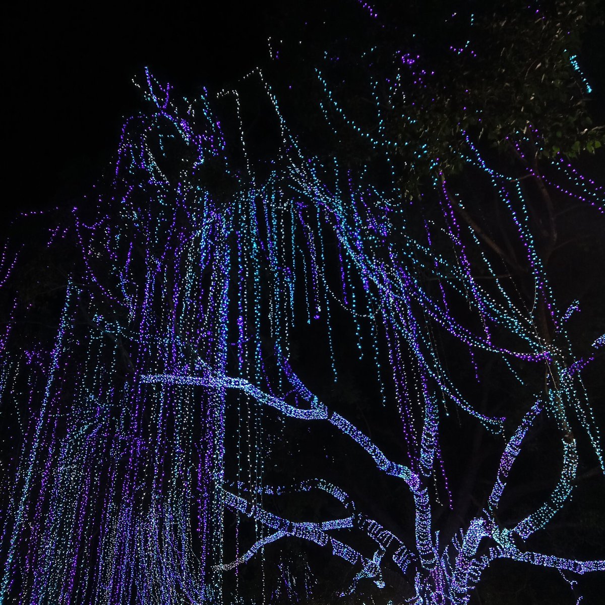 nิmา tweet media