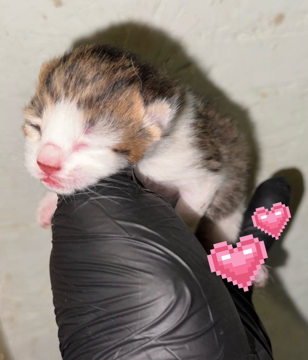 ✩₊˚.⋆𝕘𝕙𝕠𝕤𝕥 𝕘𝕚𝕣𝕝 𝕖𝕔𝕙𝕠⋆⁺₊✧ tweet media