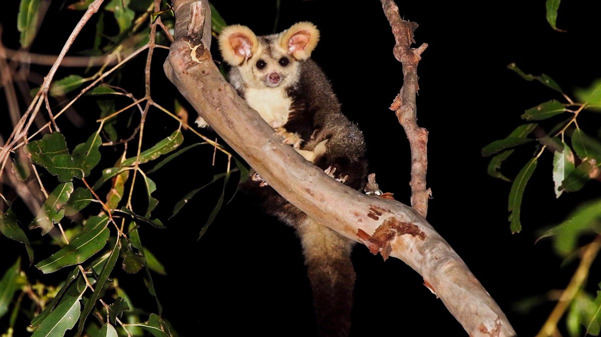 IFAWUK's tweet photo. This is a wildlife emergency. Logging cannot occur in Glenbog State Forest in Australia without severe and irreversible harm to wildlife. Time is not on our side—we have to act now to stop the logging. Join us!

Photo: © Justine Rice