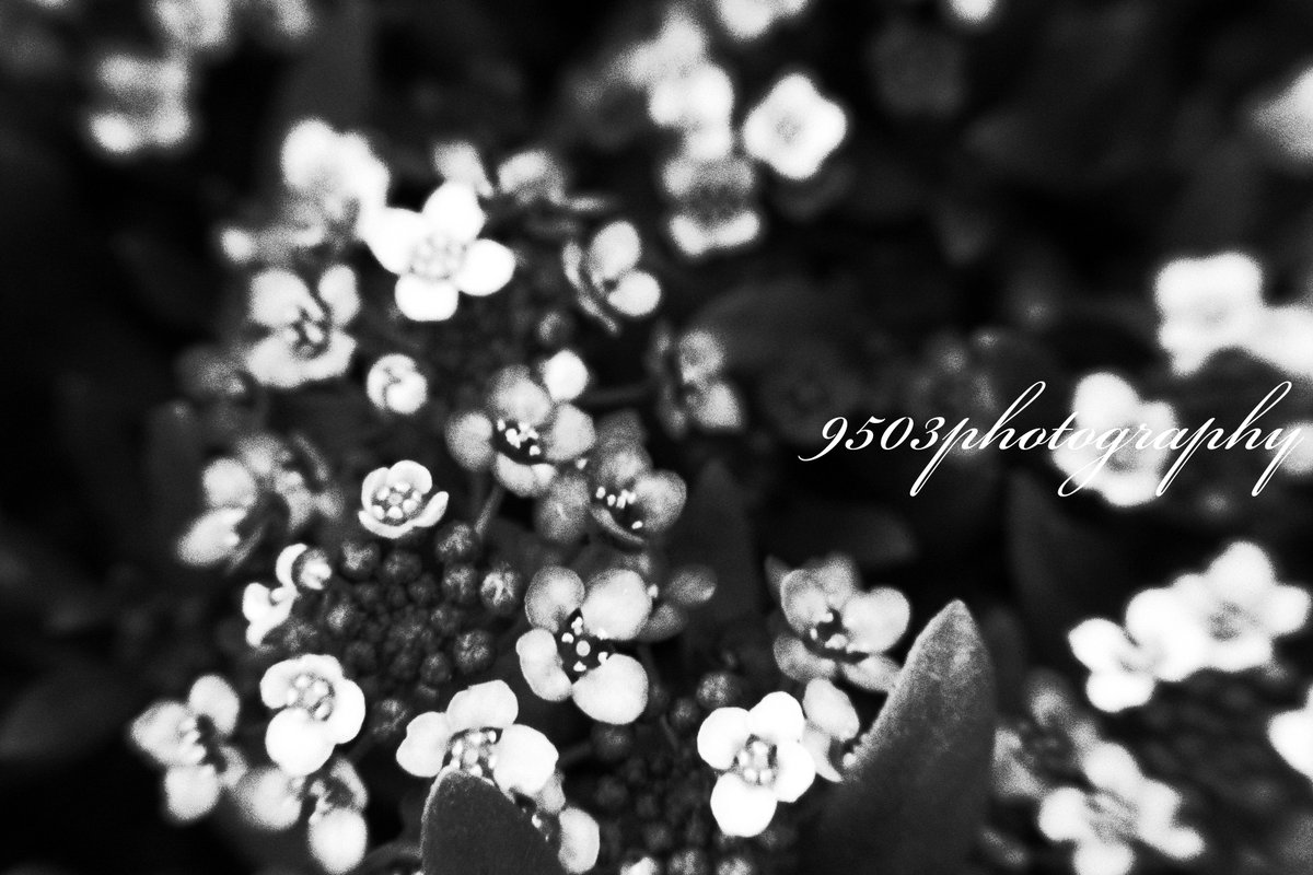 9503photography's tweet photo. Shot on RICOH CX2
#TLを花でいっぱいにしよう
#写真好きな人と繋がりたい #ファインダー越しの私の世界
#RICOH #CX2 #オールドコンデジ #monochrome
#photography #9503photography https://t.co/2CGMYEQDEI