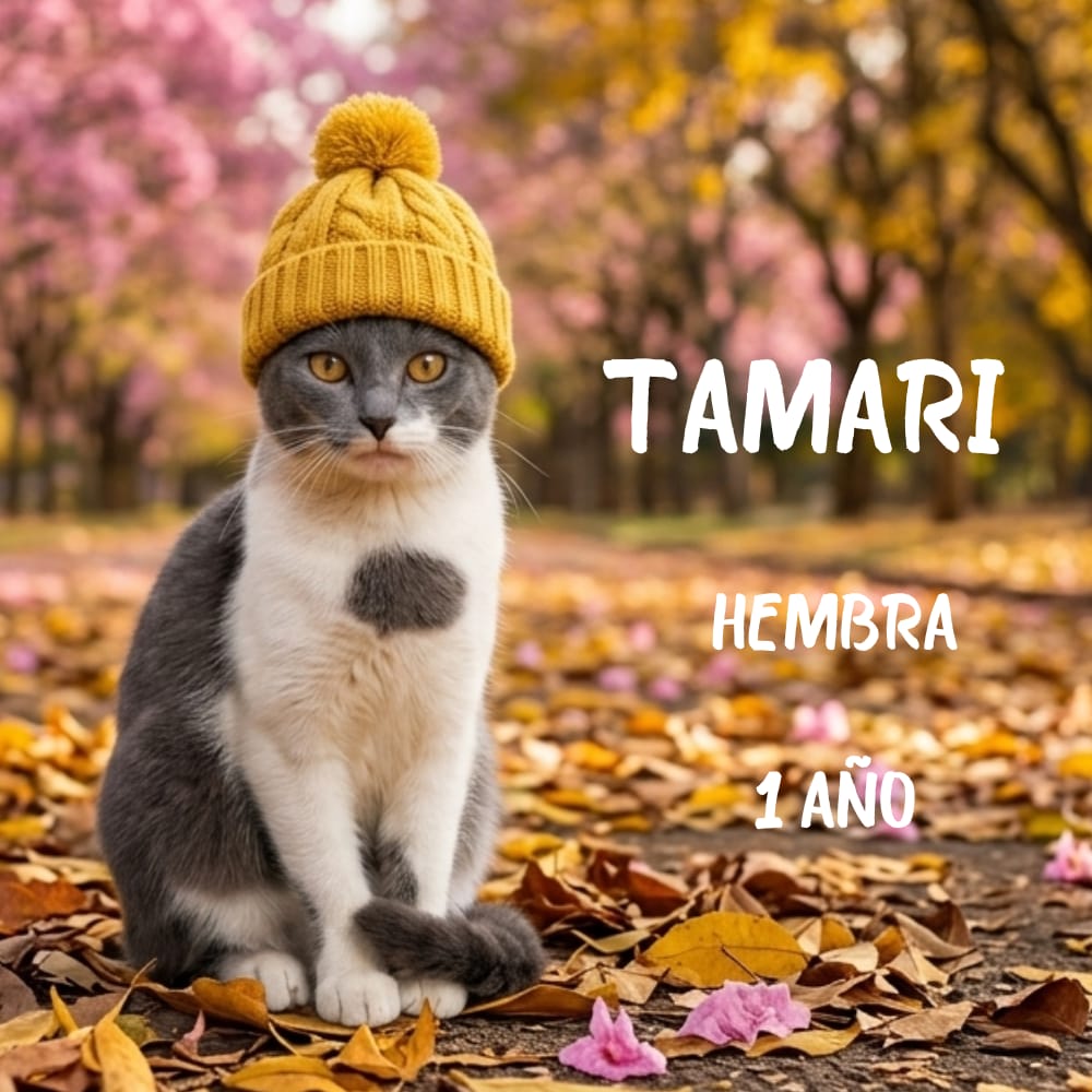 🍂 Catálogo de Otoño: 🐱GATITOS😻Tu nuevo compañero/a de vida te espera 🐾

Este otoño, el mejor lugar es el calor de un hogar. Te presentamos a los protagonistas de nuestra temporada: