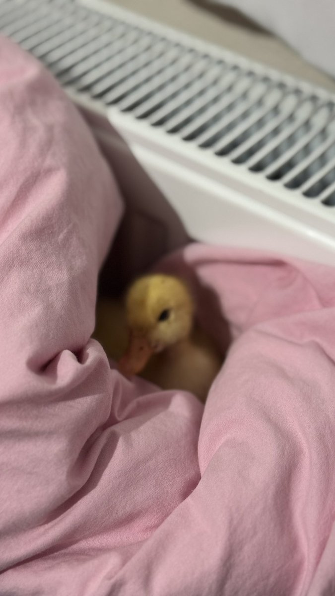 Féyza🦢🪽🫧 tweet media