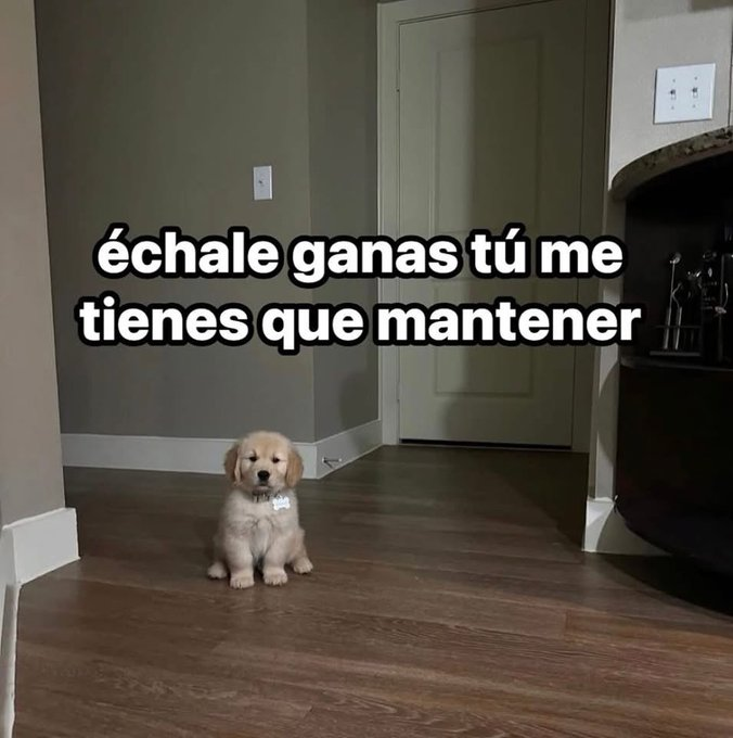 flanchota's tweet photo. *quiero renunciar*

- mi mascota: https://t.co/UvqFFZtCjk