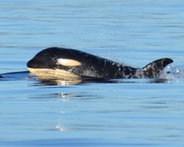 Orca tweet media