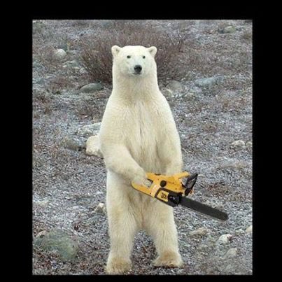 Polar Bear tweet media