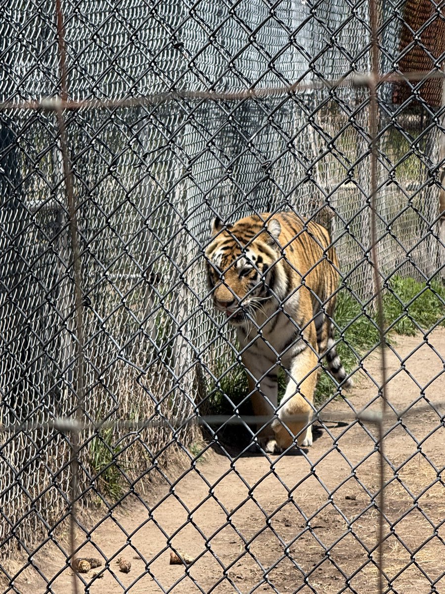 HogglenatorX's tweet photo. Went to an animal sanctuary today but would rather be jerking off in my bed #GotTheLife https://t.co/QqhoL2Hjjn