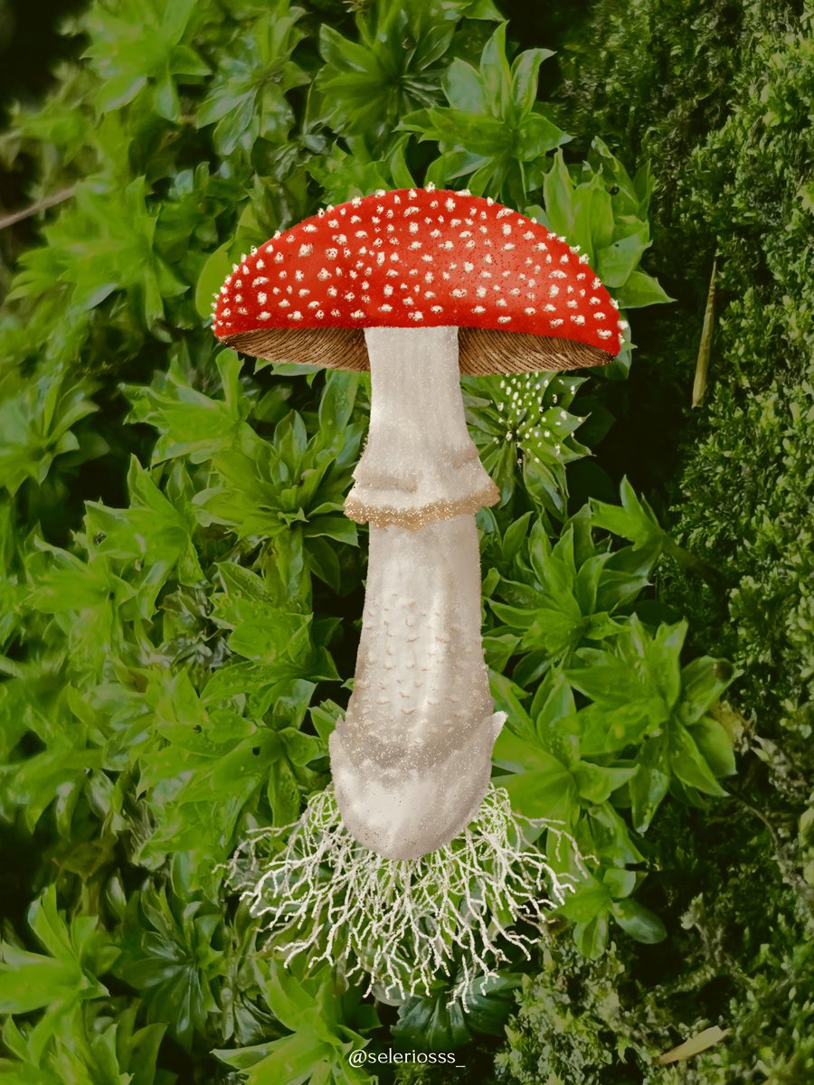 seleriosss_'s tweet photo. Amanita muscaria 🍄🏞️

#fungi #hongo #ilustration #art #mushroom https://t.co/o48uWXWFUm