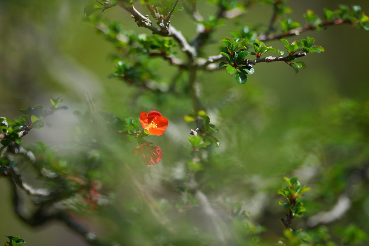 tddch7's tweet image. #Sigma
#Sigma135mmF14DG
w/ Kani Filter Premium LR MC CPL 0#
#アルファホビー部