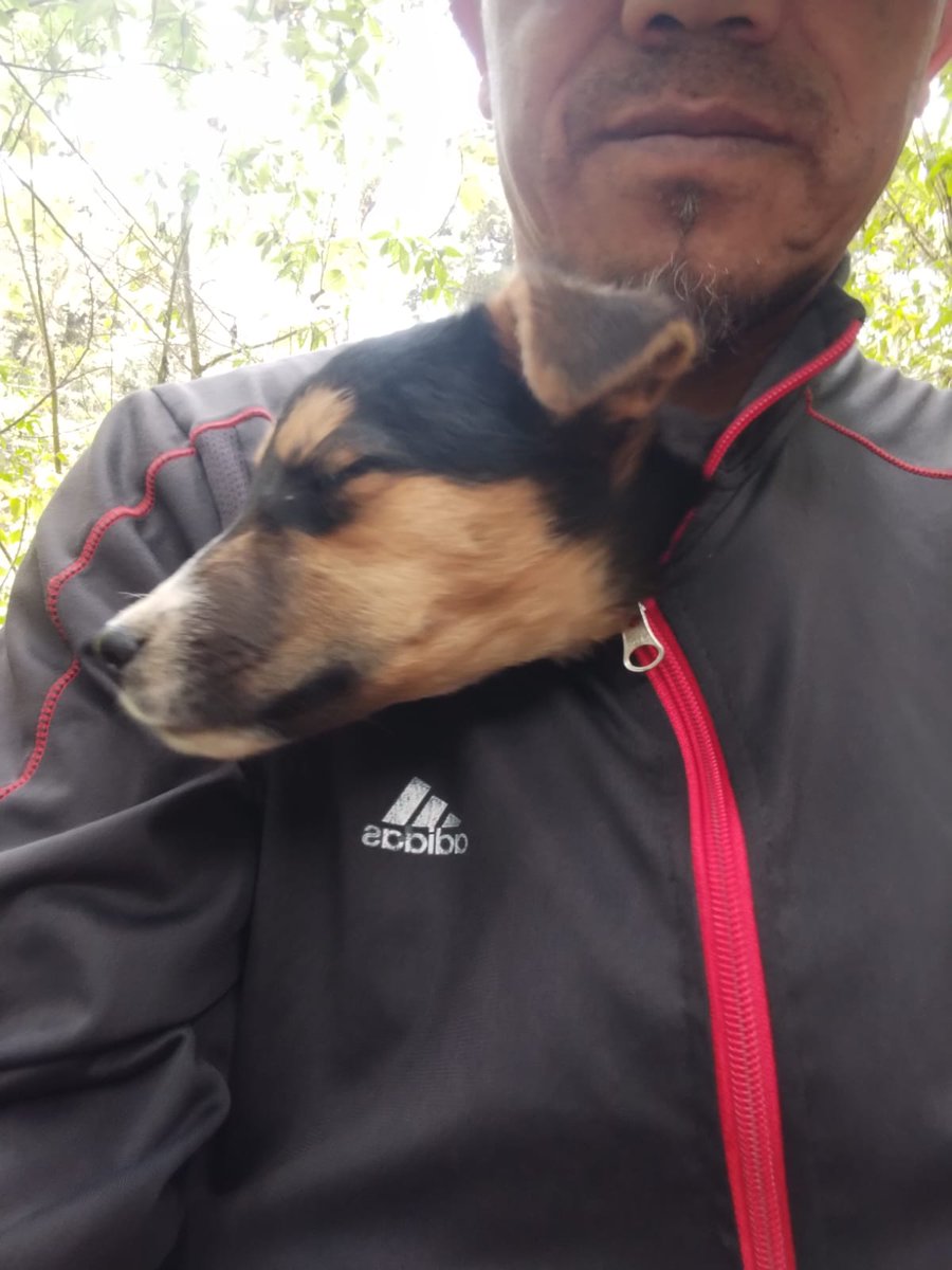 guatexanimales2's tweet photo. Caso 62-2026 Cherry coke cachorra de tres meses rescatada de la carretera golpeada y muerta de hambre ya bañada y vamos a recuperarla y buscarle un hogar.
#adoptanocompres❤️ #adoptaunperro #familia #rescatada https://t.co/eoQ2Suuuj5