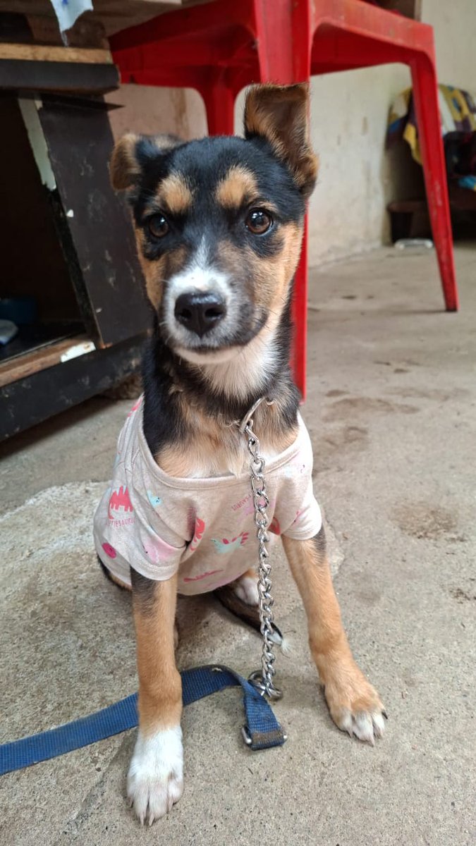 guatexanimales2's tweet photo. Caso 62-2026 Cherry coke cachorra de tres meses rescatada de la carretera golpeada y muerta de hambre ya bañada y vamos a recuperarla y buscarle un hogar.
#adoptanocompres❤️ #adoptaunperro #familia #rescatada https://t.co/eoQ2Suuuj5