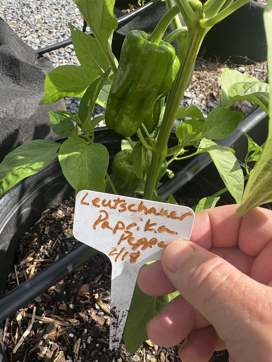 Dragon Springs Farm tweet media