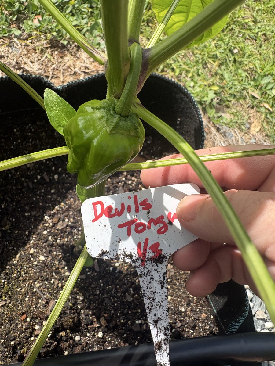 Dragon Springs Farm tweet media