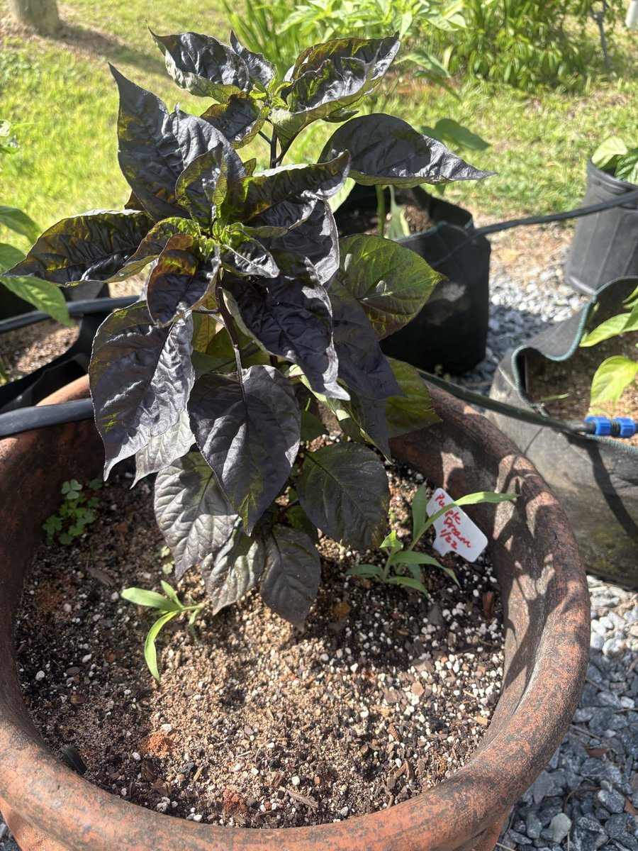 Dragon Springs Farm tweet media