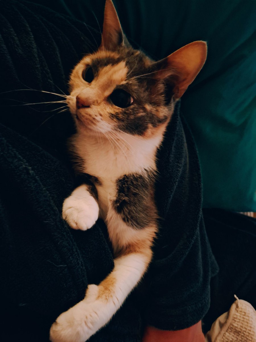 KelRebel's tweet photo. Ze doet het weer... #Catnapped. https://t.co/oTo3udCgSx