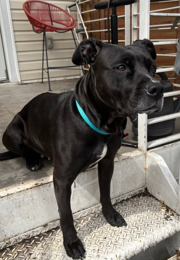 NMBewitched's tweet photo. Oh Ruthie 
Sweet blissful life with @MuddyPawsRescue 

Yes, you can #Adopt this amazing girl
Her #FosterMom says she is the sweetest girl. 

Many of you will ask. She feels safe enough now not to take her turtle🐢everywhere. https://t.co/LQsPFD2Dn2