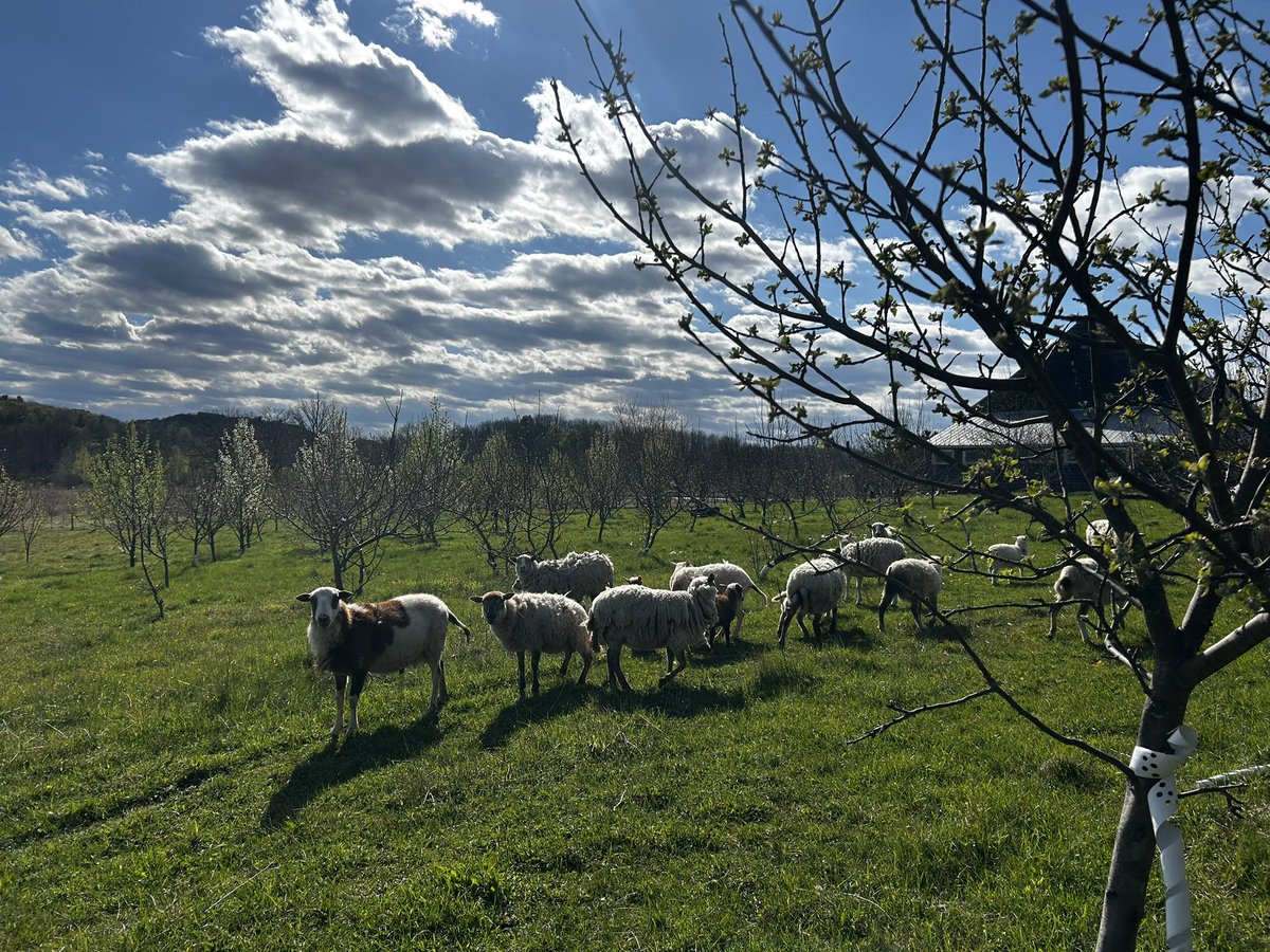 Michael Thomas of Sharon 🌳🌳🌳🐑🐕🏡 tweet media