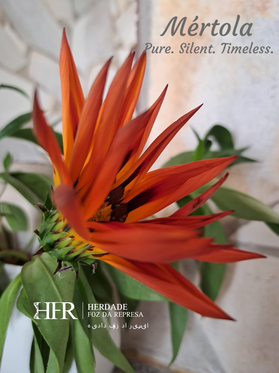 HerdadeFozdaRep's tweet image. Just Enjoy The Luxury Experience 

HerdadeFozDaRepresa.com 

#Luxury #Mértola