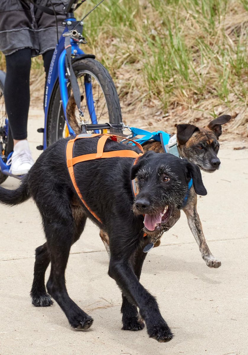 RobertsCycle's tweet photo. Our customer, Rory, has a Lopifit bicycle, a bike you pedal with your steps, like a skateboard. But she powers this bike with Duke and Sheba, her "dogsled" team! 
#chicagobike #bikeshop https://t.co/Lhd5Qe2z3g