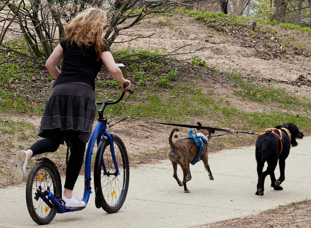 RobertsCycle's tweet photo. Our customer, Rory, has a Lopifit bicycle, a bike you pedal with your steps, like a skateboard. But she powers this bike with Duke and Sheba, her "dogsled" team! 
#chicagobike #bikeshop https://t.co/Lhd5Qe2z3g