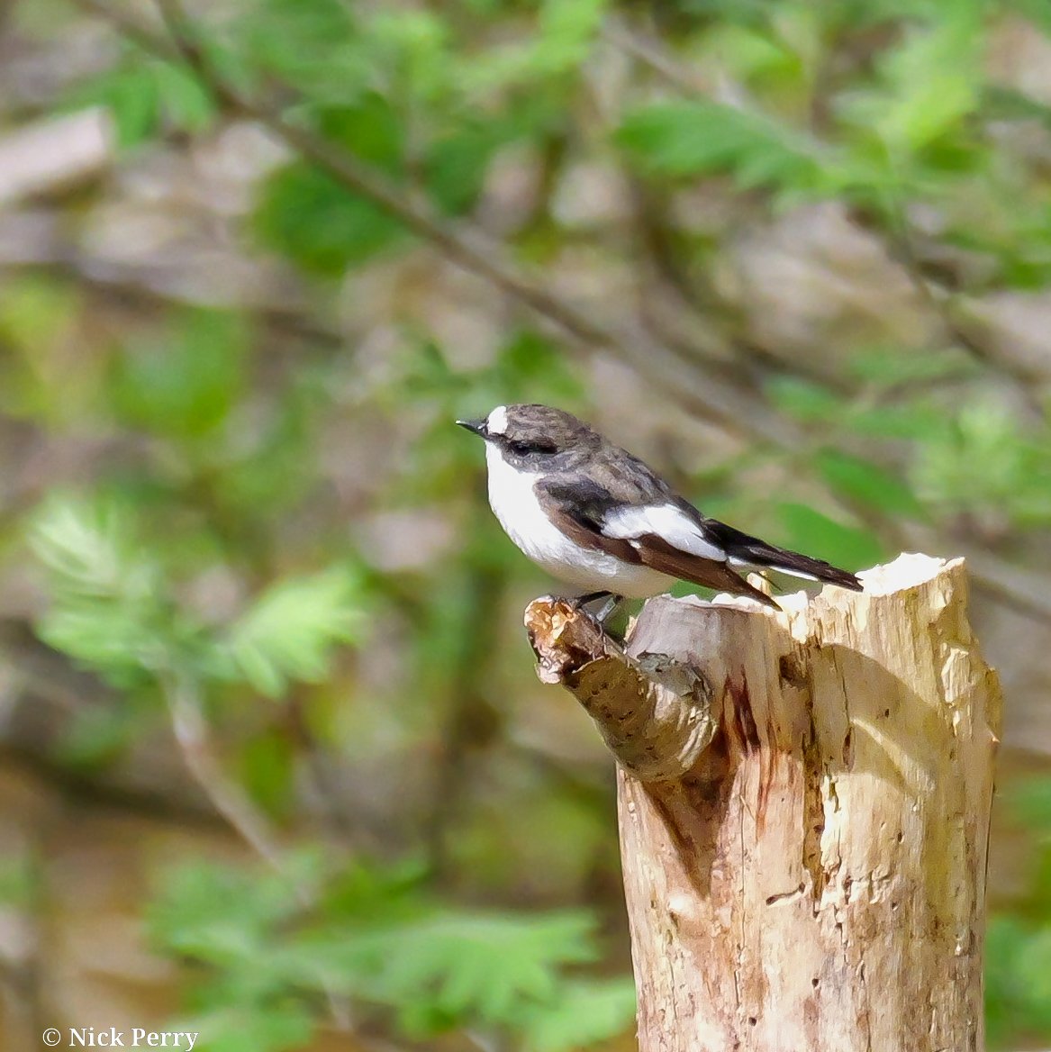 nickyperry82's tweet image. Pied flycatcher rspb Dinas 
3/5/2026

#birding #birdwatching 
#Twitternaturecommunity 
#Naturephotography 
#NatureTherapy 🏴󠁧󠁢󠁷󠁬󠁳󠁿