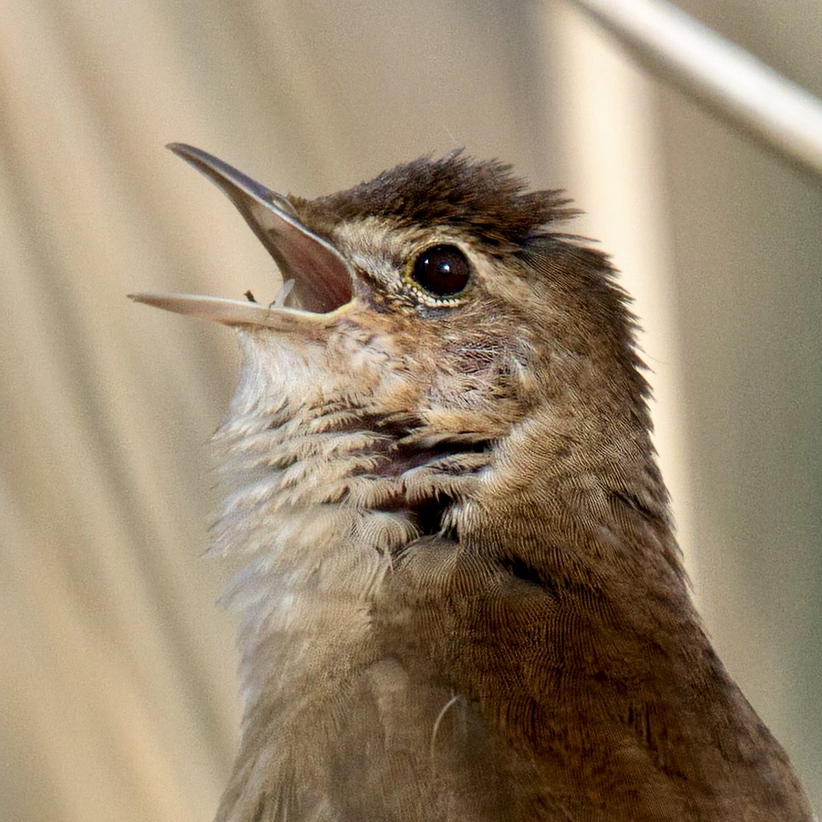 Snorrrrrr in het riet🎶 
@ Ackerdijkse plassen
#snor #saviswarbler #birds #birdwatching #birding