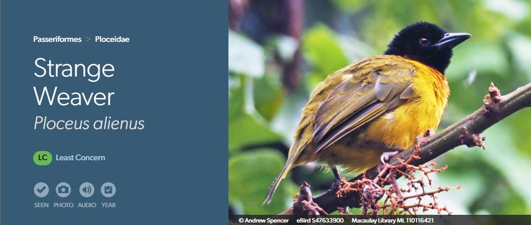 rbfrncs's tweet photo. THE 10 GREATEST BIRD NAMES OF ALL TIME 🧵

#10: Strange Weaver

On first appearances no more odd than any of the other weavers. But they’re a real freak, once you get to know them. Found in Uganda, Rwanda, and Burundi. https://t.co/d3hS4Qm1nY