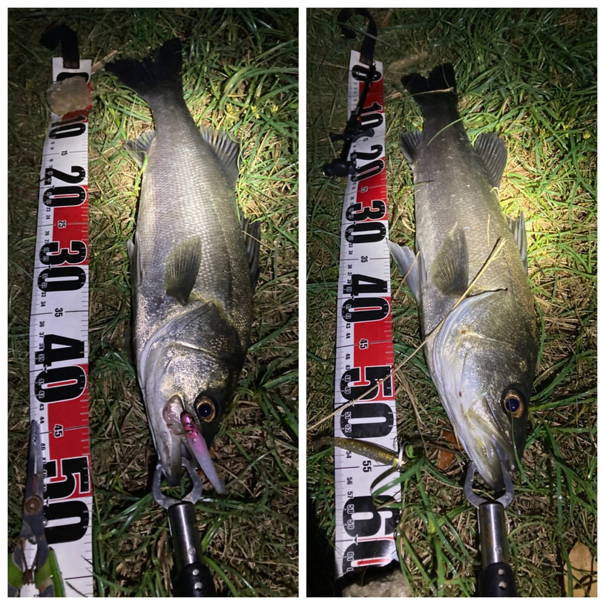 haikitune's tweet photo. 爆風釣行。小雨だったのもあり、上げに出撃。70up含む、4キャッチ😀流れが緩み出してからの方がバイトが増えた。粘ってよかった☺️ https://t.co/reInS237rV