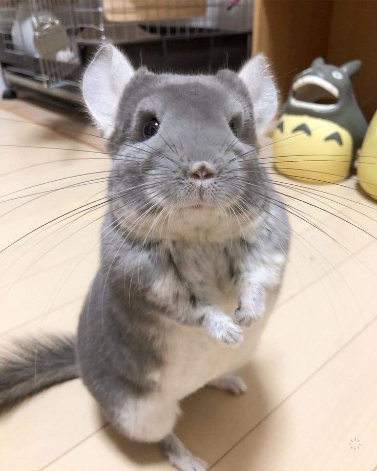 Chinchilla tweet media