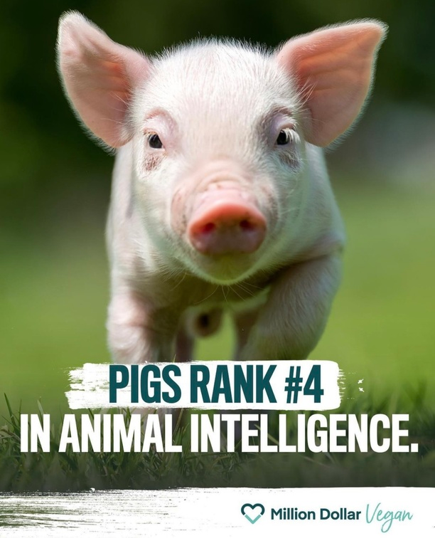 Vegan Future tweet media