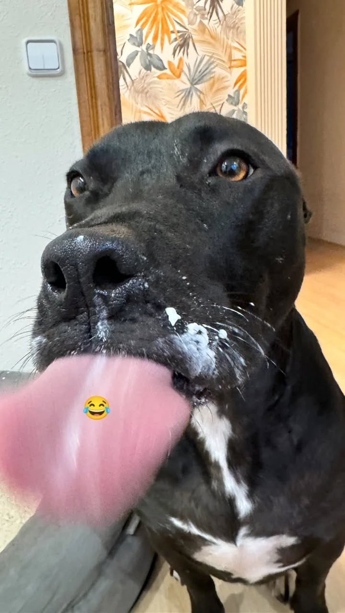 Dog Queen tweet media