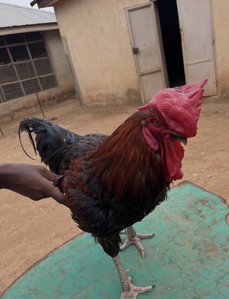 Aliyu sada tweet media