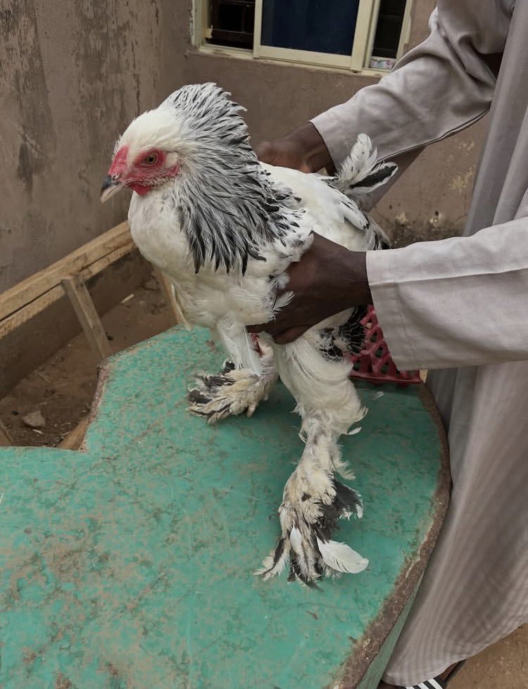 Aliyu sada tweet media