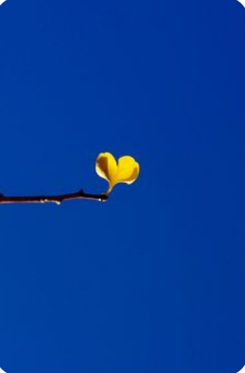 tugatripeira's tweet image. 3 Mai ,je suis et resterai aux côtés de L'UKRAINE jusqu'à la VICTOIRE !!!!

💙💛💙💛💙💛💙💛💙💛💙💛

#StandWithUkraine🇺🇦
#SkyShieldNow
#WeAreAllUkrainians