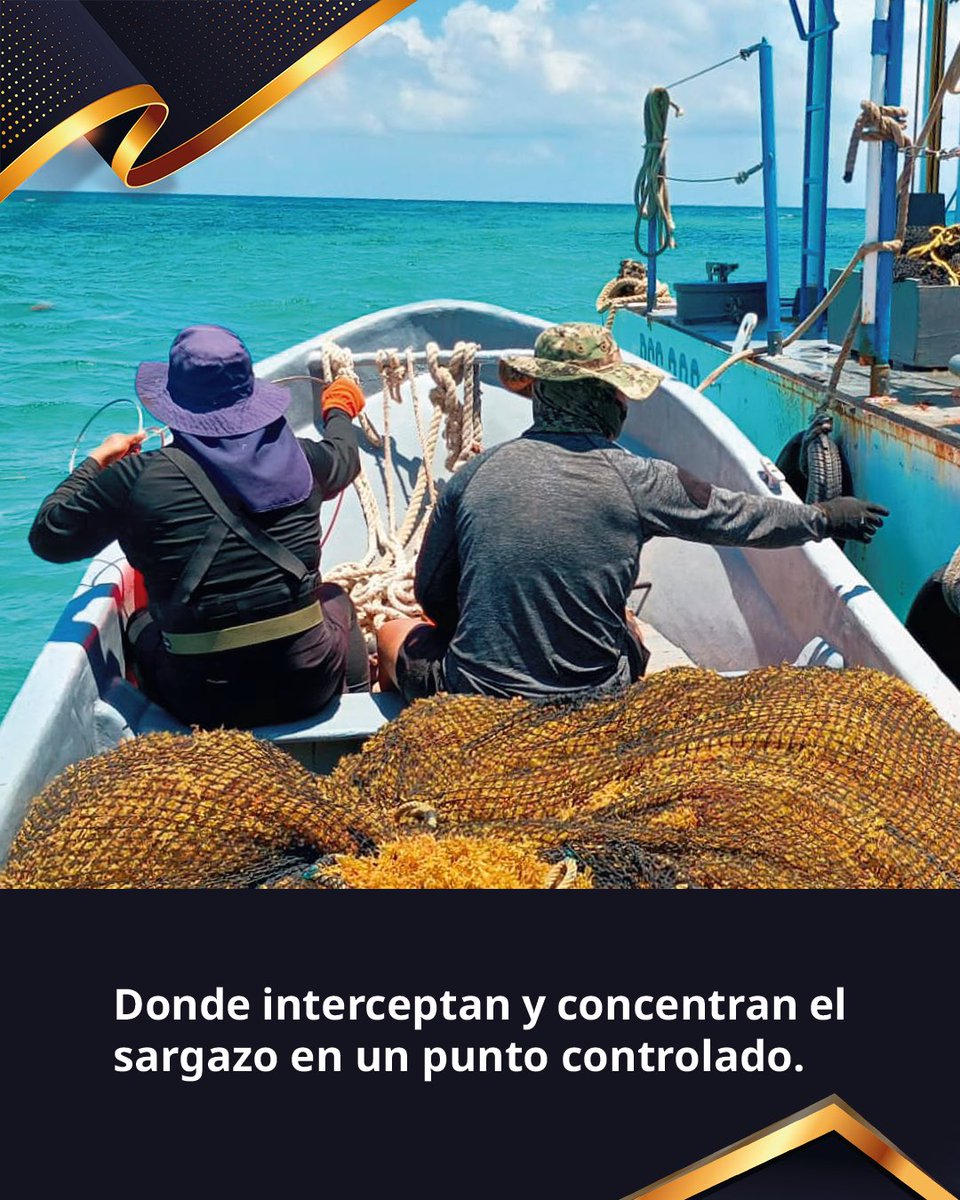 SEMAR_mx's tweet photo. Antes de que el Caribe Mexicano despierte, los #GREP ya están trabajando en la recolección de #Sargazo para mantener nuestras costas en equilibrio.
En la temporada 2026 hemos recolectado más de 28 mil toneladas de esta macroalga, a través del uso de buques sargaceros y barreras de contención.
Desplegados en Playa del Carmen, Isla Mujeres, Cancún, Tulum y Cozumel, los grupos de recolección emergente en playas operan con la firme convicción #ParaServirAMéxico.