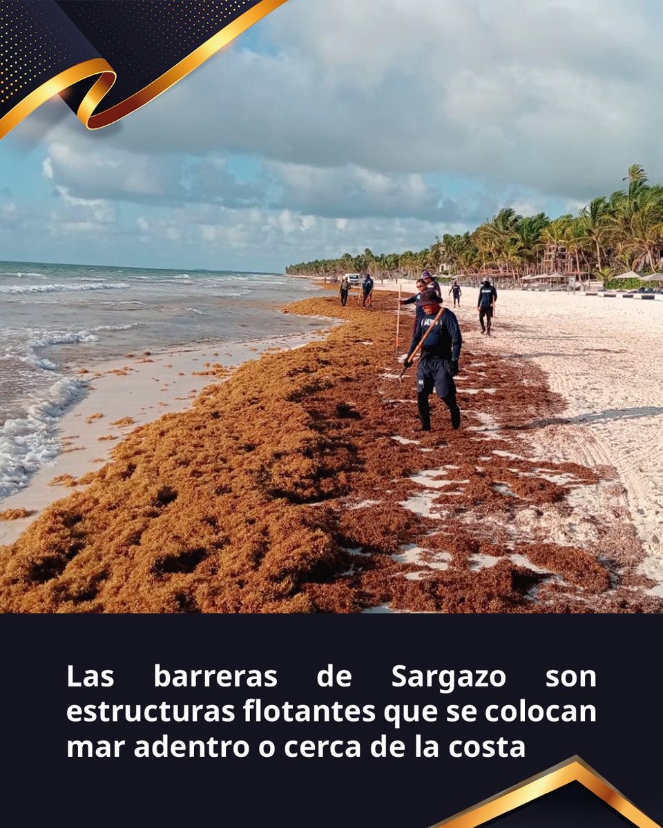SEMAR_mx's tweet photo. Antes de que el Caribe Mexicano despierte, los #GREP ya están trabajando en la recolección de #Sargazo para mantener nuestras costas en equilibrio.
En la temporada 2026 hemos recolectado más de 28 mil toneladas de esta macroalga, a través del uso de buques sargaceros y barreras de contención.
Desplegados en Playa del Carmen, Isla Mujeres, Cancún, Tulum y Cozumel, los grupos de recolección emergente en playas operan con la firme convicción #ParaServirAMéxico.