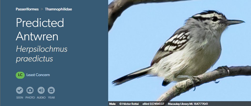 rbfrncs's tweet photo. #5: Predicted Antwren

Based on genetic analysis of birds in the region, biologists predicted that an undescribed species of antwren ought to exist in the western Amazon. As predicted, they found this new species in 2013, hence the name. https://t.co/jhzAI5zHQI