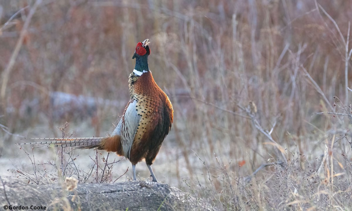GordonCooke9's tweet photo. Ring-necked Pheasant. Pictures taken May 3 2026, Calgary. #birds #Calgary #Alberta #wildlife #nature #photography https://t.co/gng5ChPgsZ