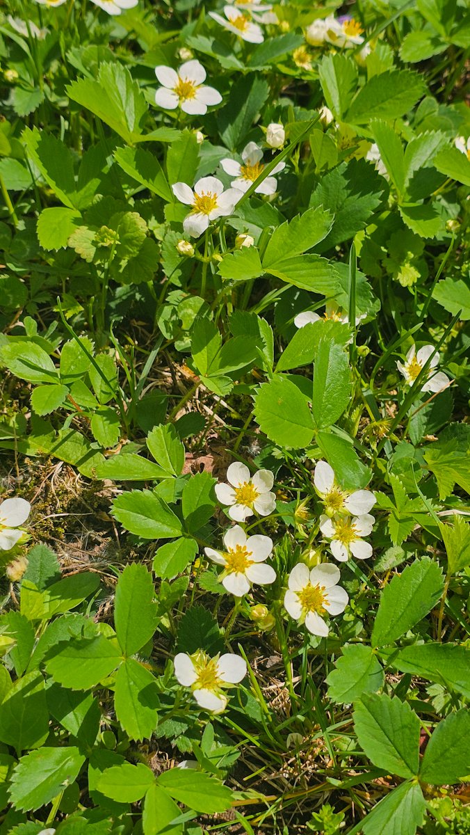 HectorCantres's tweet image. Dandelions and wild strawberry flowers everywhere in the yard. I'm not mowing yet so I can keep them a little longer. 

#flowers #flores #spring #SpringVibes #dandelions #strawberries