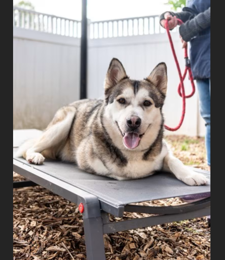HollywoodDogs's tweet image. At a full shelter in #Chamblee, #GA, Max Ozuna-- a 3 1/2-year-old who "soaks up attention like a sponge"-- is in IMMEDIATE need of adoption, a foster home, or rescue adoptapet.com/pet/47890196-c… #URGENT #AdoptableDogofDay 🐶