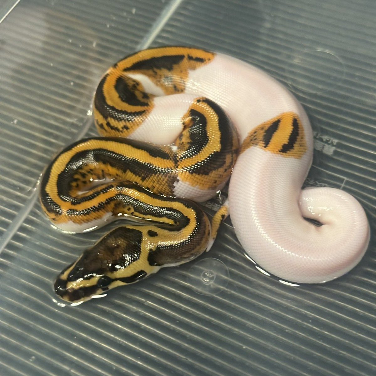 #YBCB
#YellowBenjamin
#BallPython
#ボールパイソン
#YB