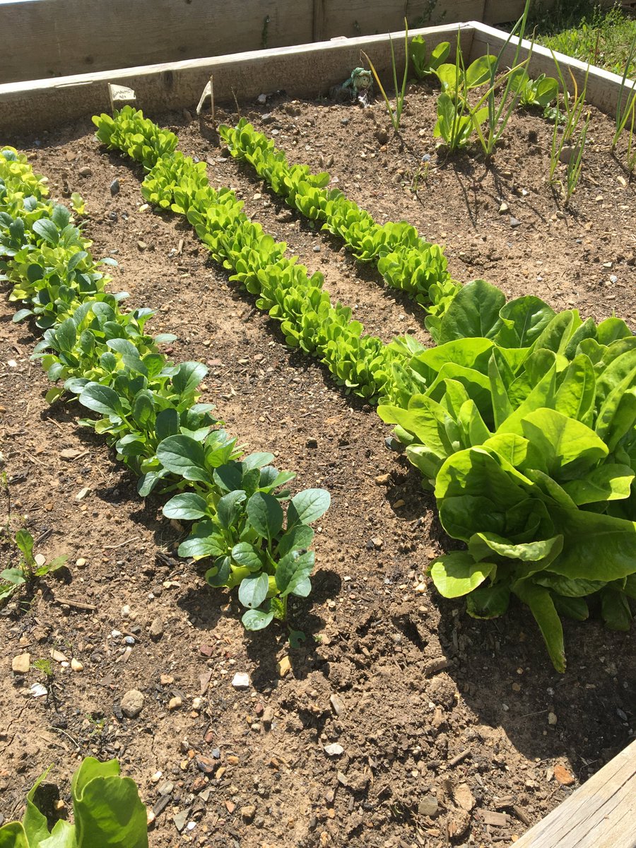 joylilacbeauty's tweet image. Garden updates!! #garden #gardening #gardener