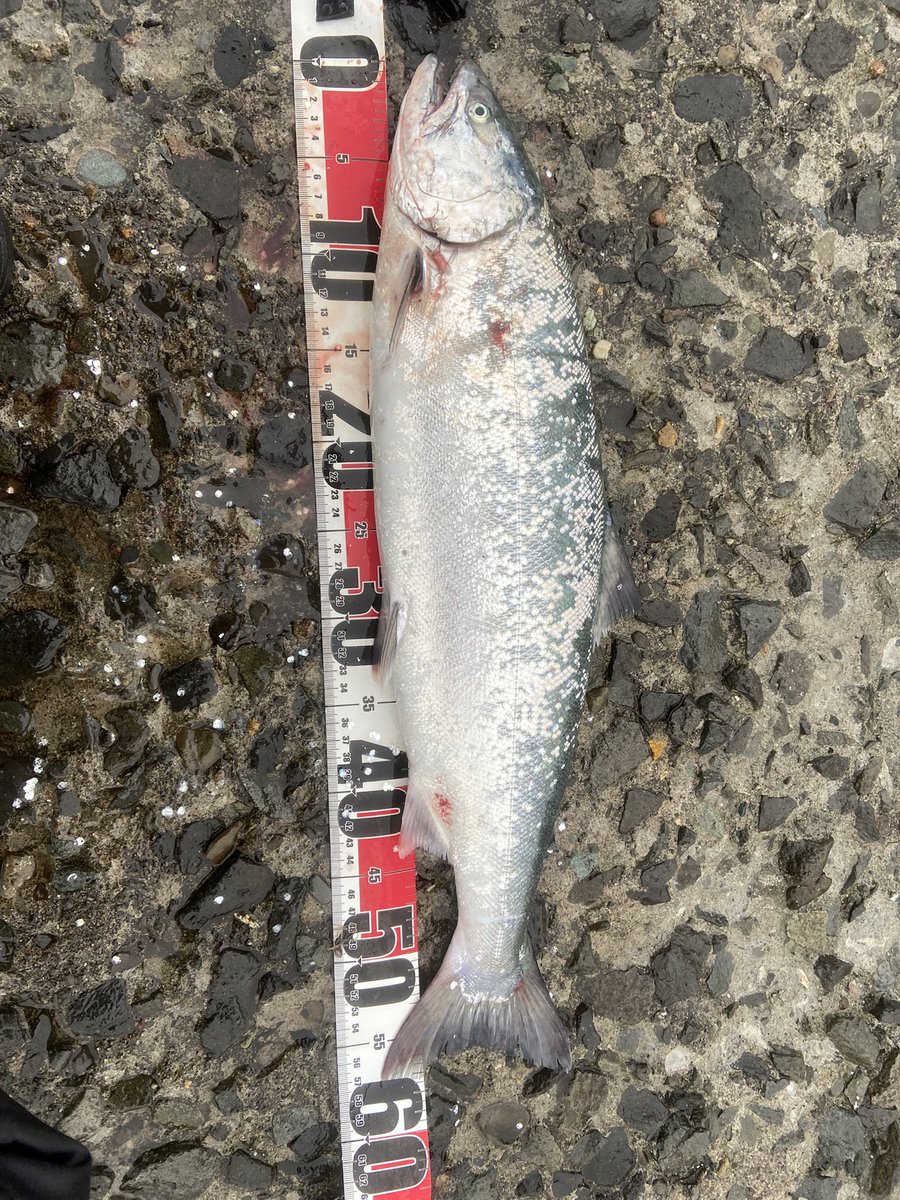 Oikawa 🔰🎣 tweet media