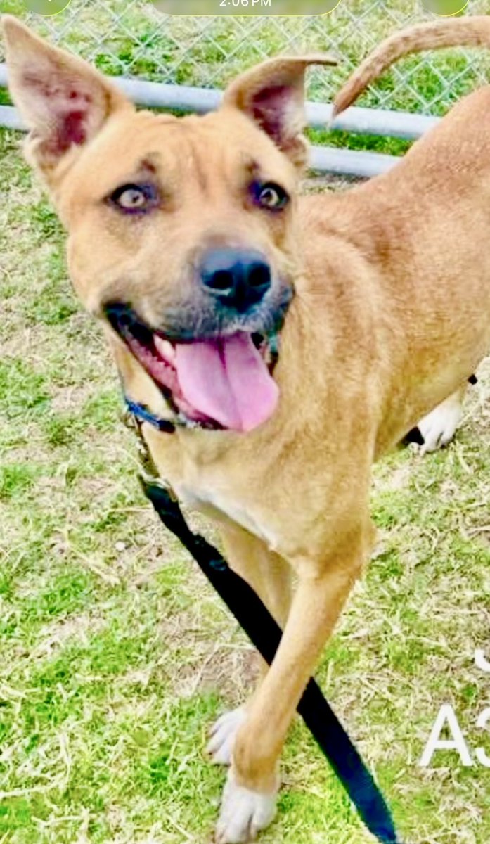 LeporidaeCheryl's tweet image. 5️⃣6️⃣ Priceless lbs. 

2️⃣ words describe 1️⃣ yo JANDY #A386299! 

She LOVES💕🐾! 

She loves children, she loves adults, she loves other doggies,she loves🍦, and she loves LIFE with a PASSION! 

She probably understands YOUR child better than YOU do, because she operates on that