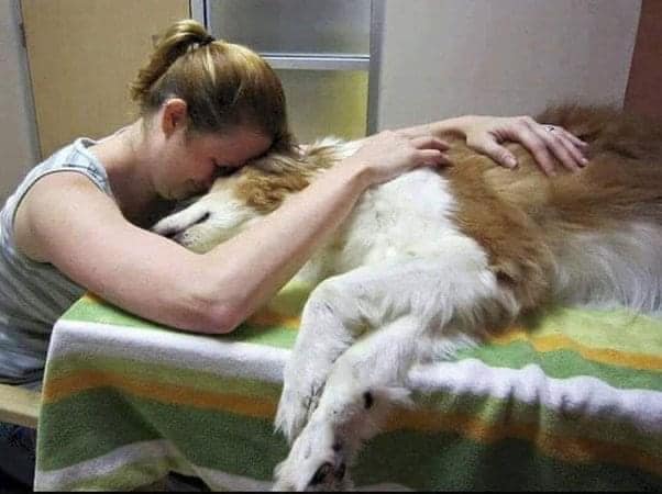 BestinDogs's tweet photo. "It turns out that pets also have last wills before they die, but only known to vets who put old and sick animals to sleep." Twitter user Jesse Dietrich asked a vet what the hardest part of his job was. The specialist replied without hesitation that the hardest thing for him was seeing how old or sick animals look for their owners before they fall asleep. The fact is 90% of owners don't want to be in a room with a dying animal. People leave so they don't see their animals leave. But they don't realize it's in these last moments of life that their animal needs them the most. Vets are asking owners to stay close to animals until the end. "It is inevitable that they die before you. Remember that you were the center of their lives. Maybe they were just a part of you. But they are also your family. Even if it's hard, don't give up on them. Don't let them die in a room with a stranger in a place they don't like. It's very painful for vets to see how pets can't find their owner in the last minutes of their lives. They don't understand why their master left them. After all, they needed the consolation of their master. Veterinarians do their best to make animals not so scared, but they are totally strangers to them. Don't be a coward because it's too painful for you. Think about the animal. Endure that pain for them. Be with them until the end.💞🙏