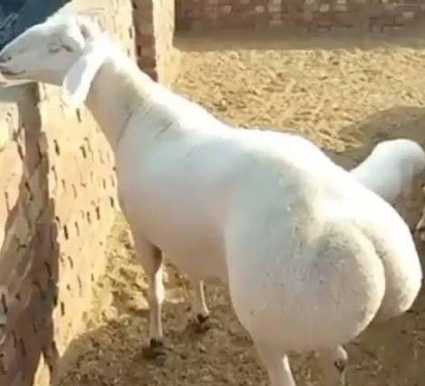 sheep tweet media