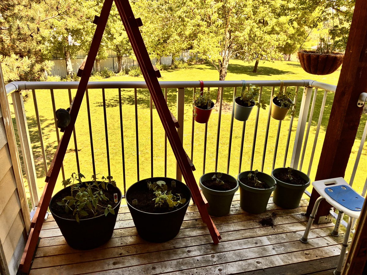 HeisherHome's tweet photo. Finally got my patio garden up and running!! Can’t wait til the tomatoes and green beans start growing, they will wrap around the ladder 🤩 https://t.co/qMhrhJCuZv