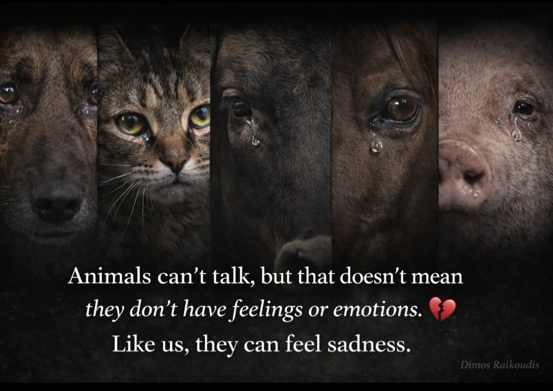 NotSlaver's tweet image. #stoptortureddanimal
🤬
#stopkillanimal
🤬
#vegan
🤬