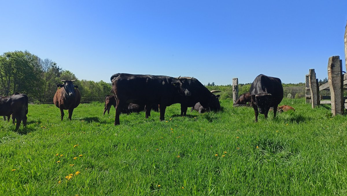 Baur Agrifox🇨🇿 tweet media