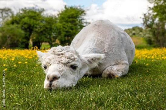 Alpaca tweet media