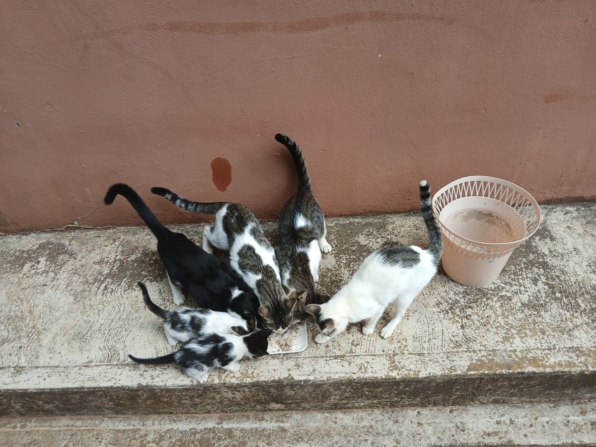 Amigos los pequeños se quedaron sin alimento otra vez. Quienes puedan colaborar, les dejo aca las coordenadas 👇

18922651
Bancamiga 0172
04125659251